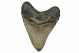 Fossil Megalodon Tooth - North Carolina #348163-2